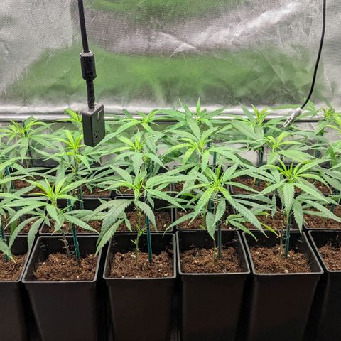 Amnesia Hy-Pro growlog timeline photo