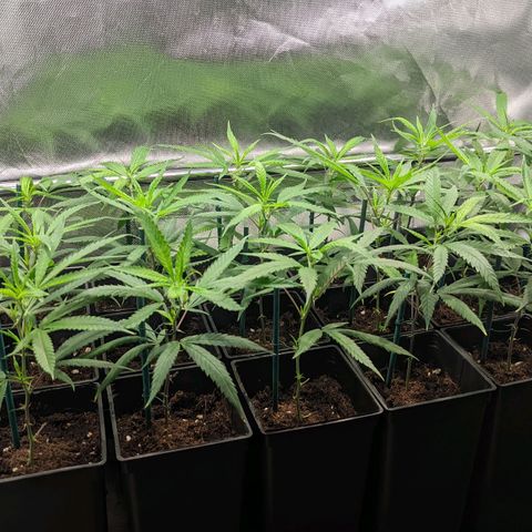 Amnesia Hy-Pro growlog timeline photo