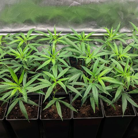 Amnesia Hy-Pro growlog timeline photo