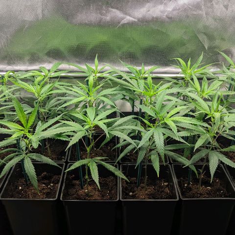 Amnesia Hy-Pro growlog timeline photo
