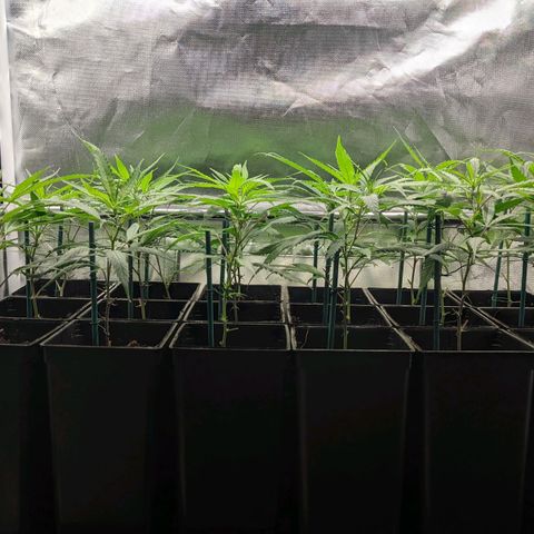 Amnesia Hy-Pro growlog timeline photo