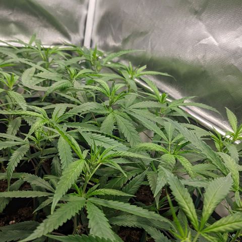 Amnesia Hy-Pro growlog timeline photo