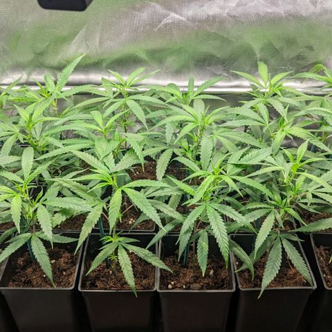 Amnesia Hy-Pro growlog timeline photo