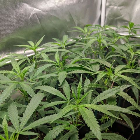 Amnesia Hy-Pro growlog timeline photo