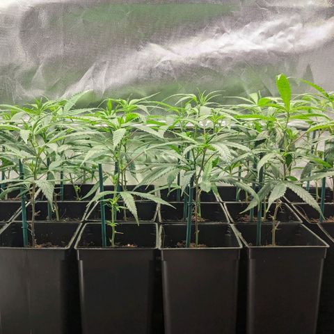 Amnesia Hy-Pro growlog timeline photo