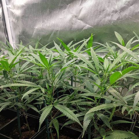 Amnesia Hy-Pro growlog timeline photo