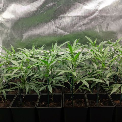 Amnesia Hy-Pro growlog timeline photo