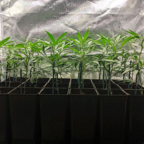 Amnesia Hy-Pro growlog timeline photo