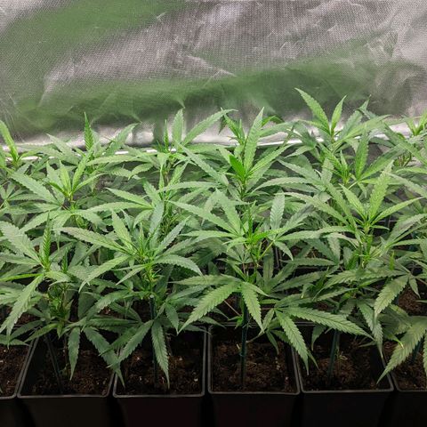 Amnesia Hy-Pro growlog timeline photo