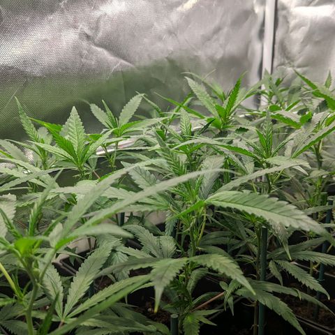 Amnesia Hy-Pro growlog timeline photo