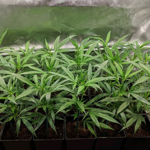 Amnesia Hy-Pro growlog timeline photo