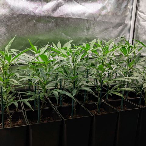 Amnesia Hy-Pro growlog timeline photo