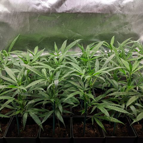 Amnesia Hy-Pro growlog timeline photo