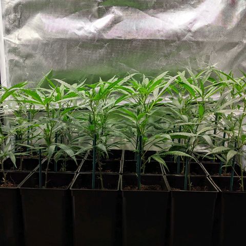Amnesia Hy-Pro growlog timeline photo