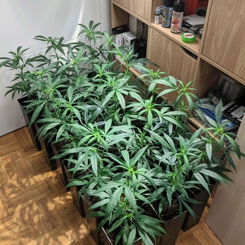 Amnesia Hy-Pro growlog timeline photo