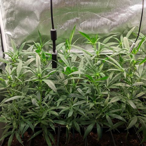 Amnesia Hy-Pro growlog timeline photo