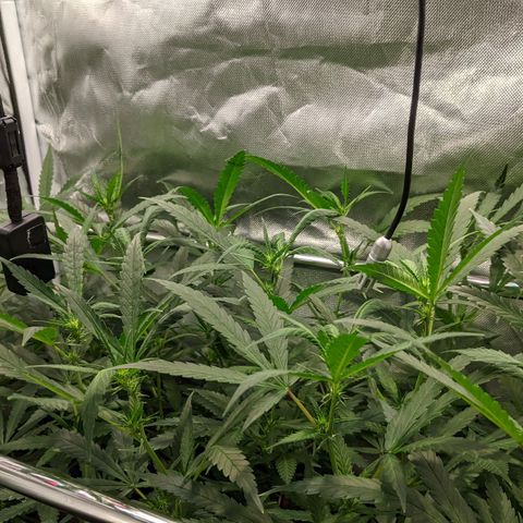 Amnesia Hy-Pro growlog timeline photo