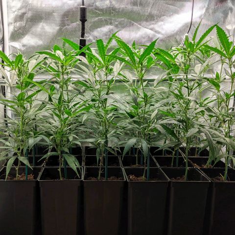 Amnesia Hy-Pro growlog timeline photo