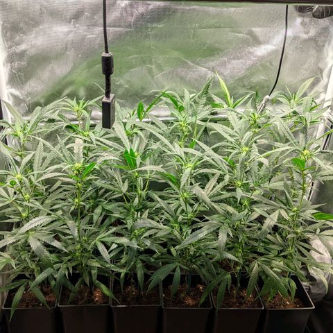 Amnesia Hy-Pro growlog timeline photo