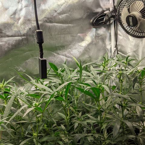 Amnesia Hy-Pro growlog timeline photo