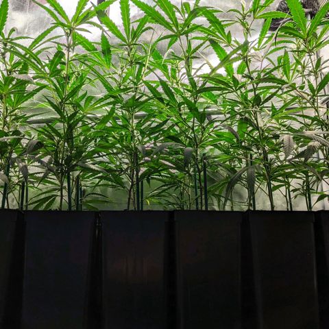 Amnesia Hy-Pro growlog timeline photo