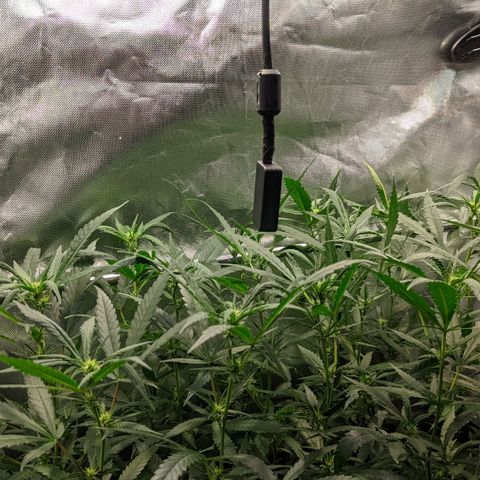 Amnesia Hy-Pro growlog timeline photo