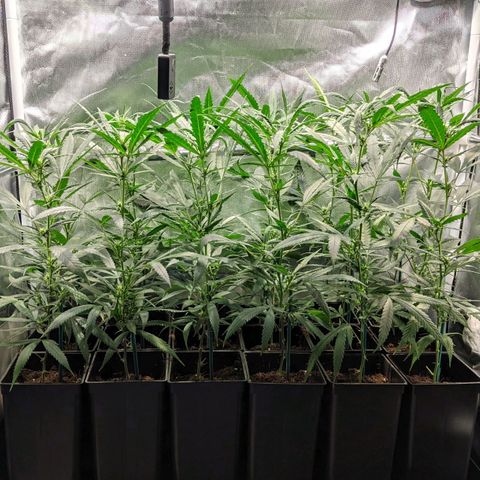Amnesia Hy-Pro growlog timeline photo