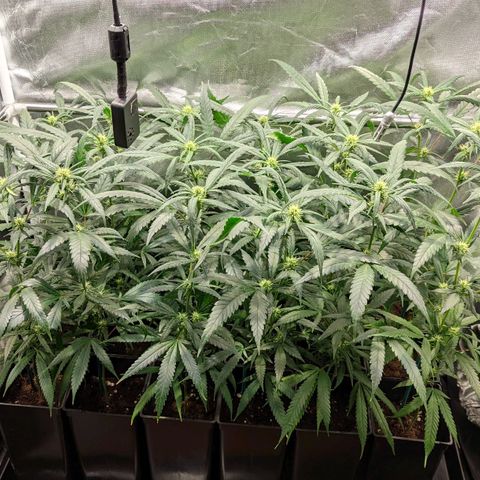 Amnesia Hy-Pro growlog timeline photo