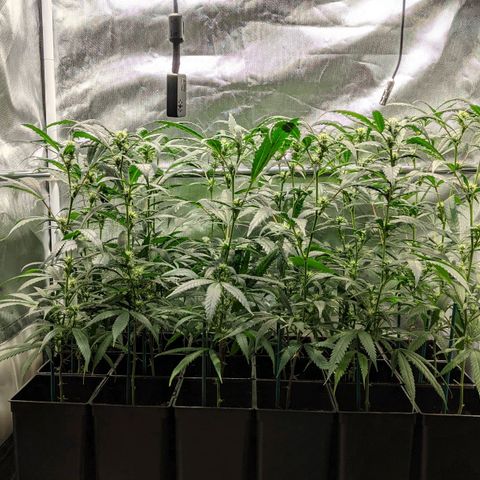 Amnesia Hy-Pro growlog timeline photo