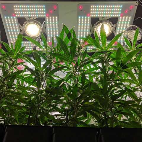 Amnesia Hy-Pro growlog timeline photo