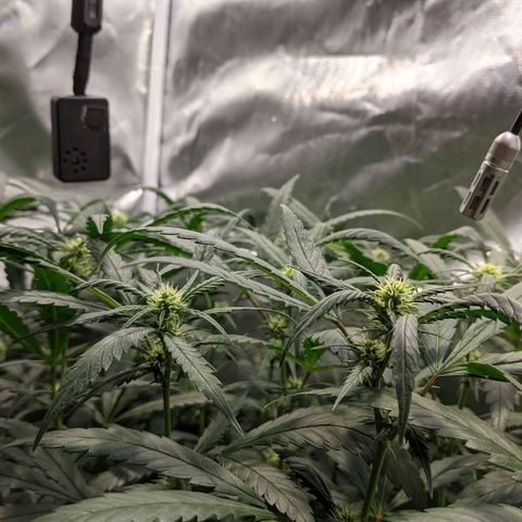Amnesia Hy-Pro growlog timeline photo