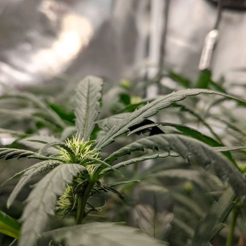 Amnesia Hy-Pro growlog timeline photo