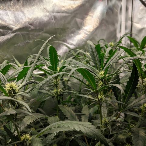 Amnesia Hy-Pro growlog timeline photo