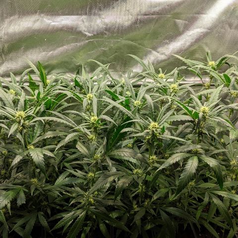 Amnesia Hy-Pro growlog timeline photo