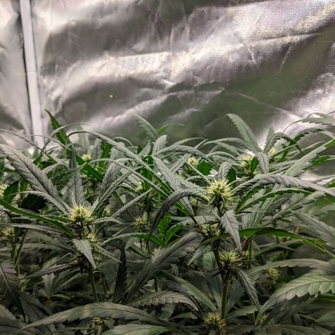 Amnesia Hy-Pro growlog timeline photo