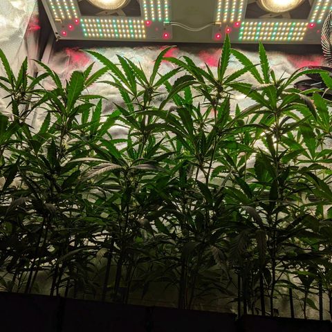 Amnesia Hy-Pro growlog timeline photo