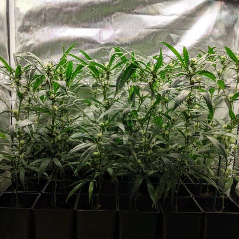 Amnesia Hy-Pro growlog timeline photo