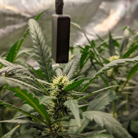 Amnesia Hy-Pro growlog timeline photo