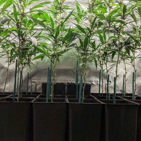 Amnesia Hy-Pro growlog timeline photo
