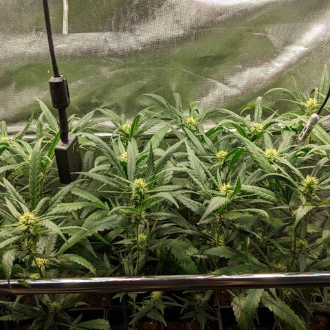 Amnesia Hy-Pro growlog timeline photo