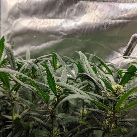 Amnesia Hy-Pro growlog timeline photo