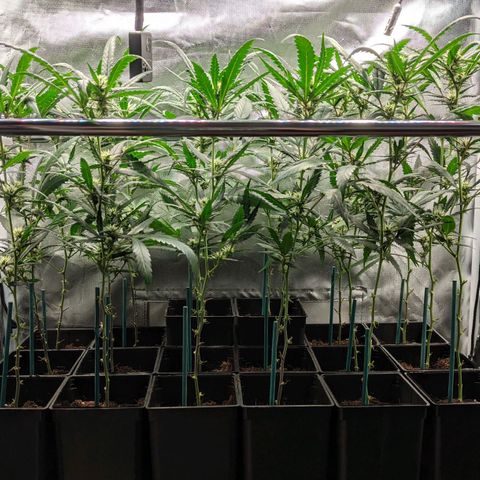 Amnesia Hy-Pro growlog timeline photo