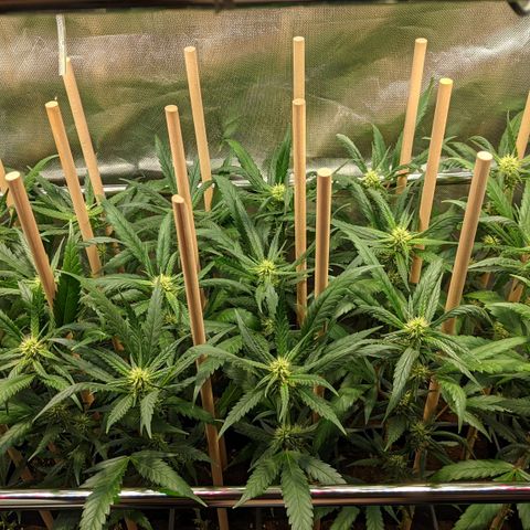 Amnesia Hy-Pro growlog timeline photo