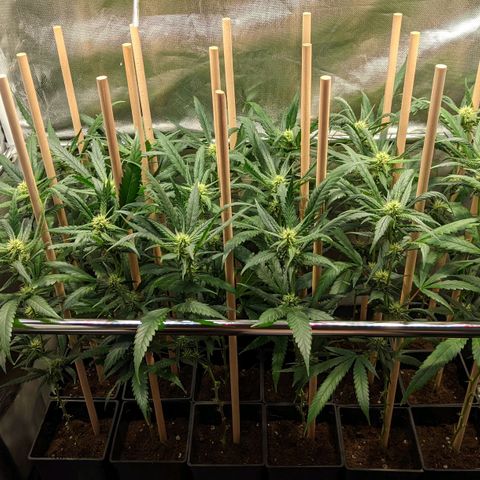 Amnesia Hy-Pro growlog timeline photo