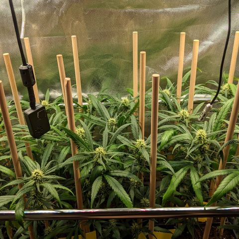 Amnesia Hy-Pro growlog timeline photo