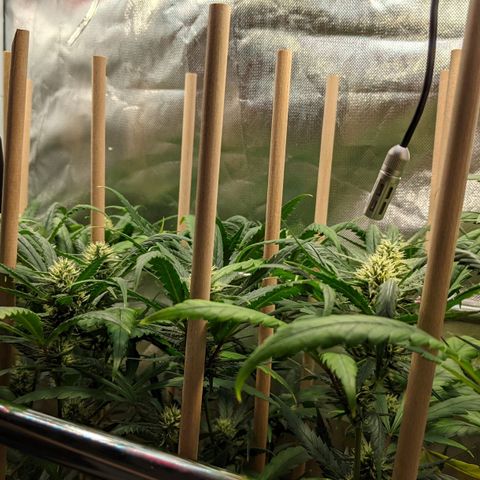 Amnesia Hy-Pro growlog timeline photo