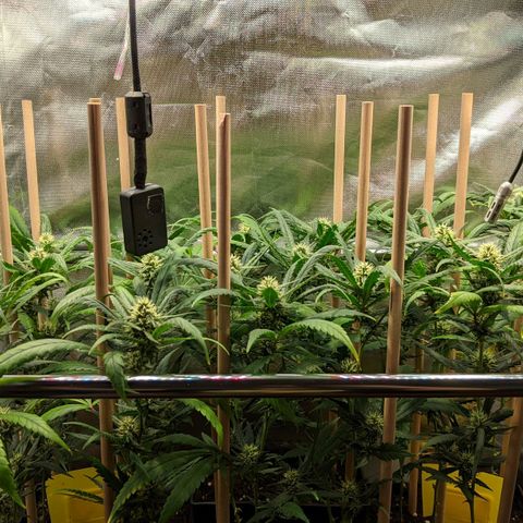 Amnesia Hy-Pro growlog timeline photo