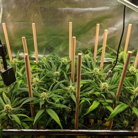 Amnesia Hy-Pro growlog timeline photo