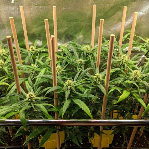 Amnesia Hy-Pro growlog timeline photo
