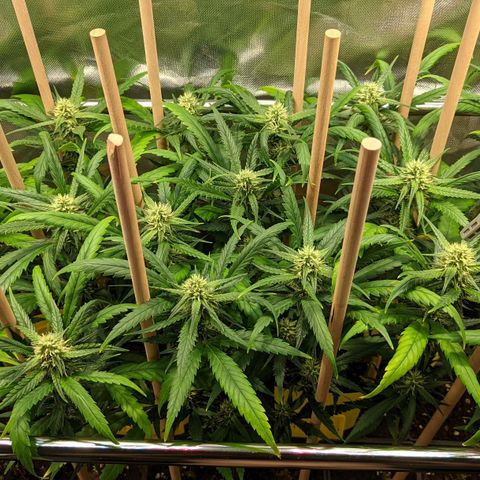 Amnesia Hy-Pro growlog timeline photo